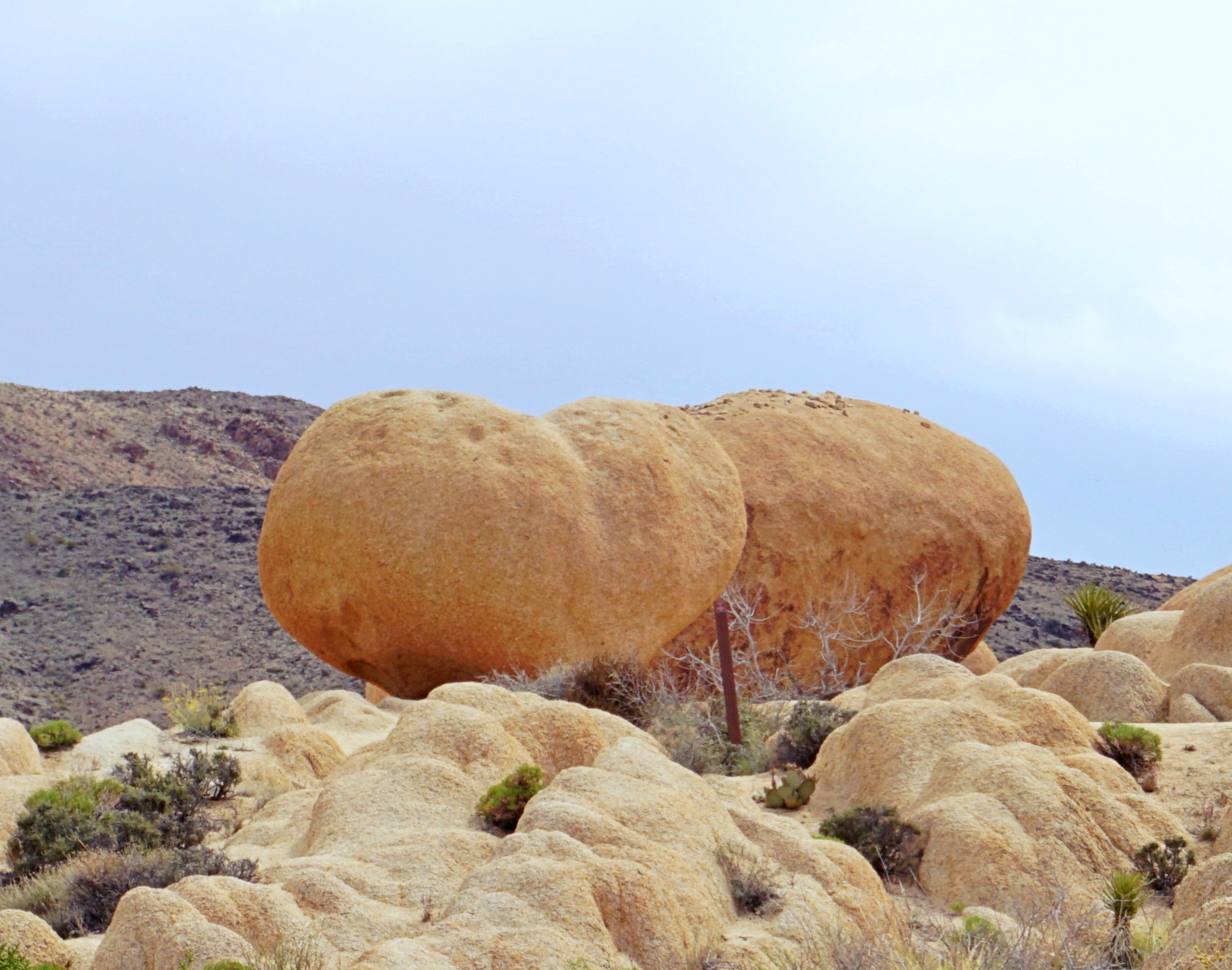 Best Served on the Rocks- Joshua Tree National Park