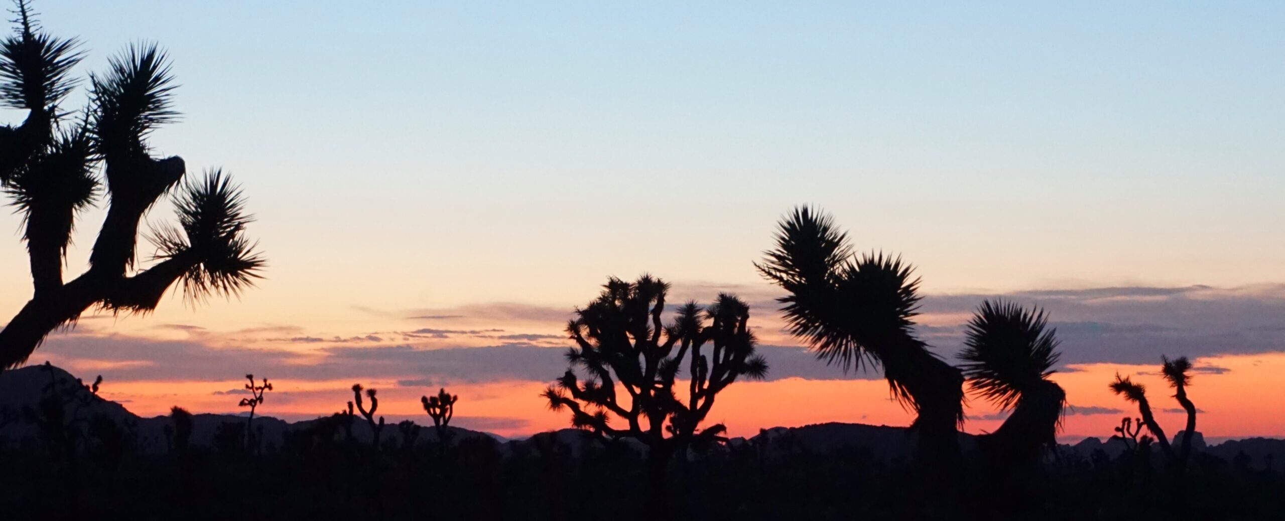 Far From Boring-Day 1 in Joshua Tree