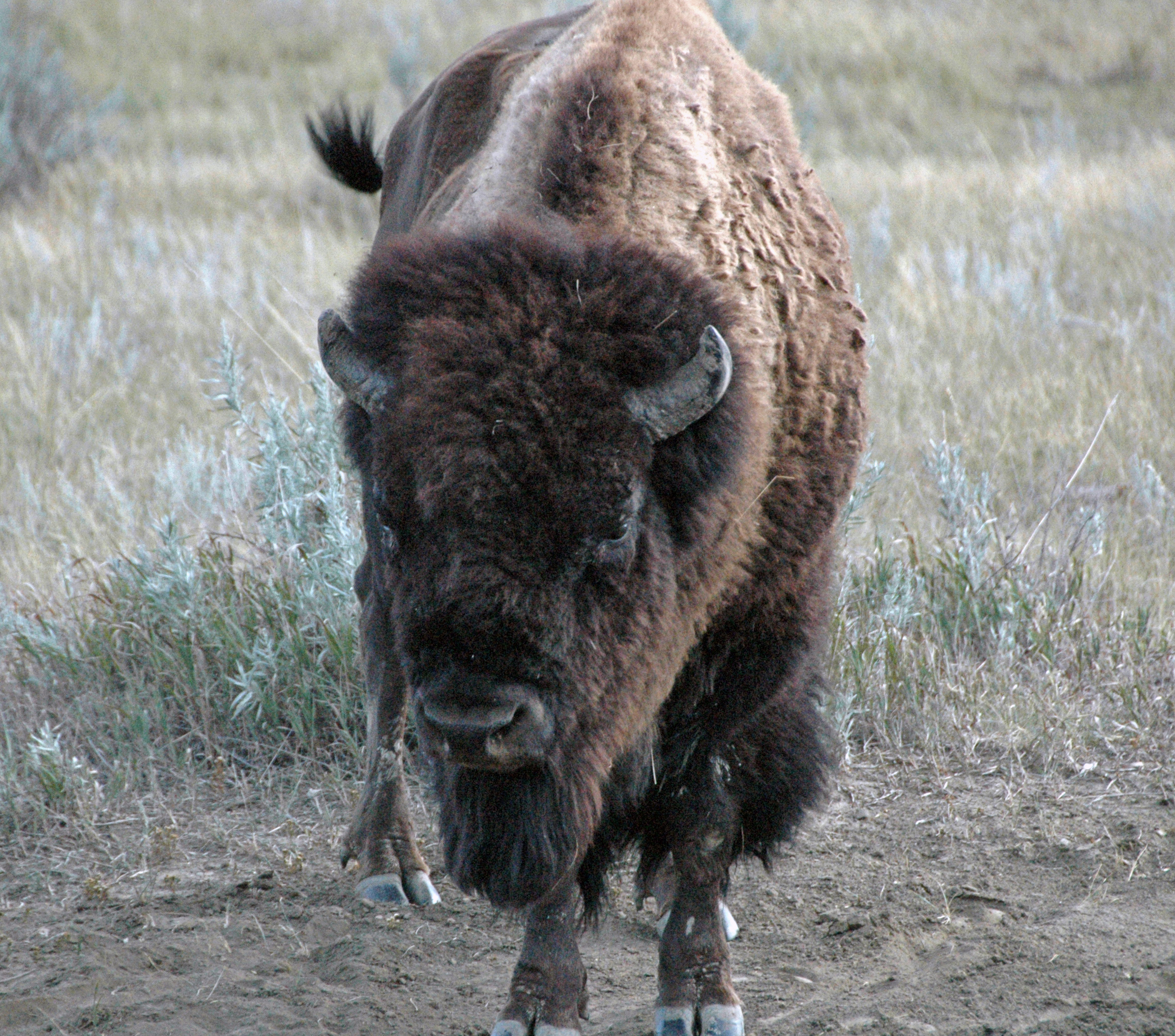 Theodore Roosevelt NP- Showdown on the Painted Canyon Trail