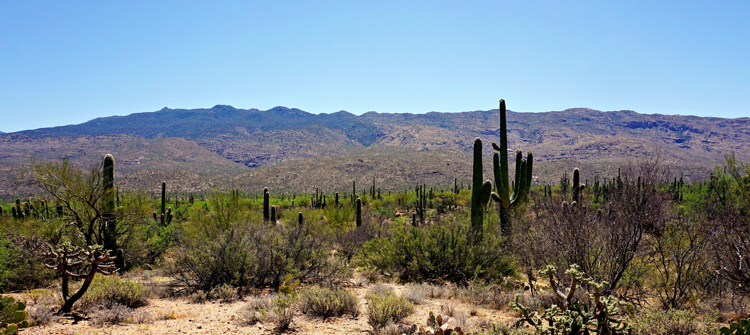 Saguaro National Park- What Makes This Park So Special?